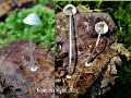 Mycena stylobates-amf1316
